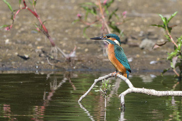 Obraz premium Common Kingfisher (Alcedo atthis)