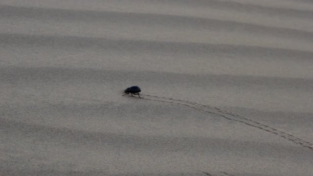 Tenebrionid beetles Blaps barely crawling on the sand because the landslide, Great Indian desert, Thar
