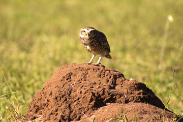 Coruja