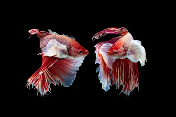 Gordijnen The moving moment beautiful of red siamese betta fish or half moon betta splendens fighting fish in thailand on black background. Thailand called Pla-kad or dumbo big ear fish. © Soonthorn