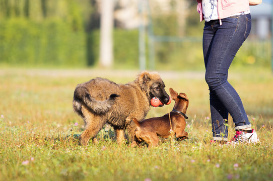 two dogs playing in the meadow