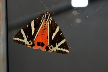 colorful butterfly wings on glass
