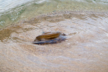 one brown jellyfish in a shallow water in Greek sea. on sandy beach close up 