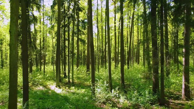 Flying between the trees in the spring forest.