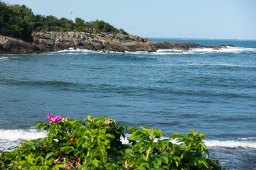 Flowers and Coast