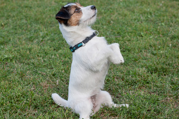 Cute jack russell terrier is standing on the hind paws. Pet animals.
