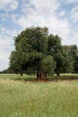 Puglia ulivi secolare