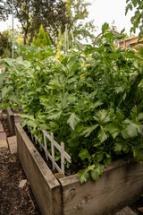 Lush garden vegetables, including celery, beans, cucumbers all growing in raised beds during height of summer season.