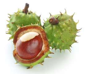 Horse chestnuts