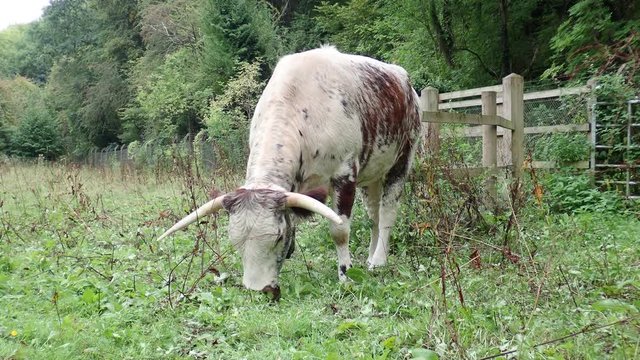 English Longhorn Cow