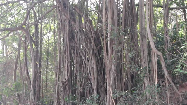Roots-props (roots-backup, aerating roots) of Banyan. India, sacred tree
