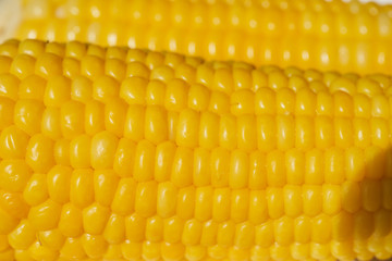 Boiled corn on a plate shot close-up