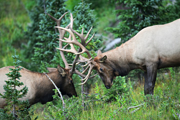 bull elk sparring