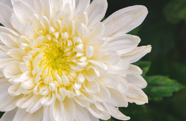 Fototapeta premium Closed up of White Chrysanthemum Flower with Yellow Center