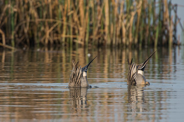 Ducks feeding in lake water