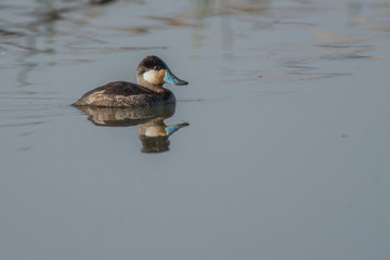 Swimming blue-billed duck in water