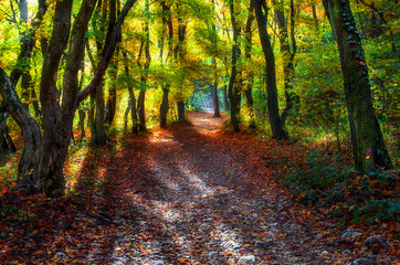 Light trough trees in summer-autumn season. Between seasons in forest. 