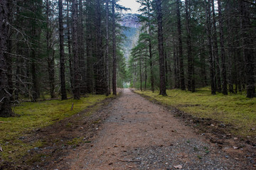 Fototapeta premium Forest Path