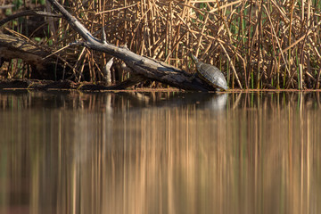 Wild small turtle crawling on stick