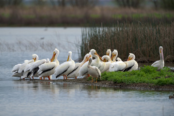 Flock of birds standing on shore of river