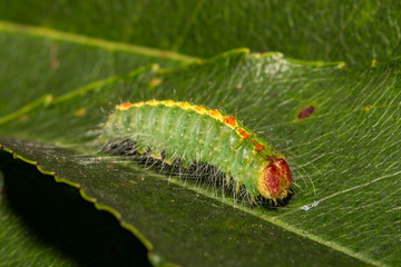 Cherry Dagger Moth Caterpillar (Acronicta hasta)