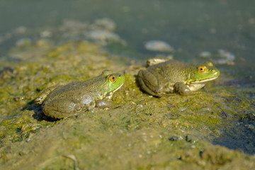 Frogs sitting at oozy ground near water