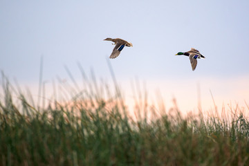 Ducks flying above grass
