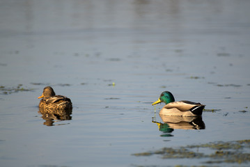 Ducks floating in calm water