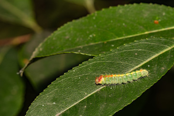 Cherry Dagger Moth Caterpillar (Acronicta hasta)