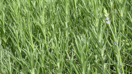 Spicy grass rosemary fragrant