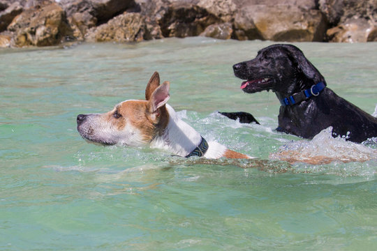 Two Dogs Swimming In Ocean, United States