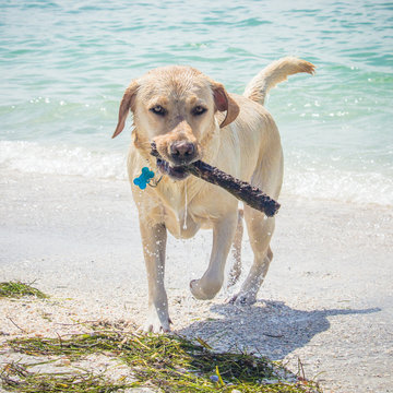 Labrador dog fetching a stick from the ocean, United States