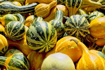 Colorful young pumpkins, at Feira Franca in Pontevedra