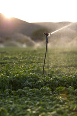 Detail of a sprinkler during the irrigation of a basil field at sunset  / Sprinkler in action during the irrigation of the basil in a summer sunset