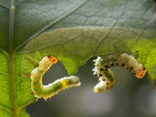green caterpillars on the list

