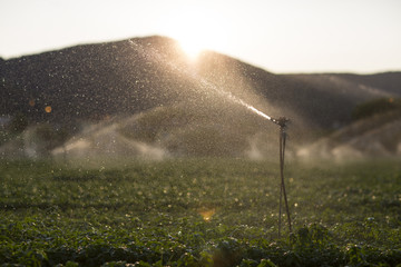 Detail of a sprinkler during the irrigation of a basil field at sunset / Sprinkler in action during the irrigation of the basil in a summer sunset