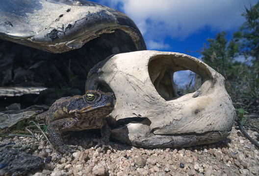 Cane toad (Rhinella marina) next to the skeleton of a green turtle (Chelonia mydas), North Queensland, Australia