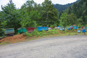 Obraz na płótnie Canvas A cluster of beehives sit among trees. The wooden colorful boxes are painted bright colors. Wooden multi-colored beehives for bees
