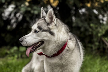 Alaskan Malamute in flowers
