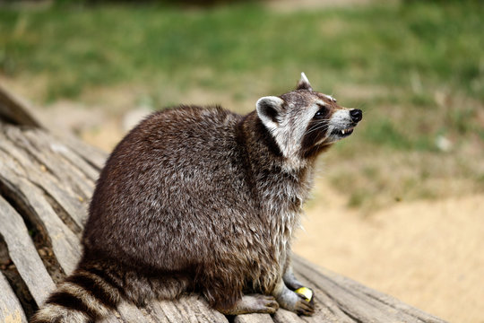 Full body of lotor common raccoon (procyon lotor) on the tree trunk