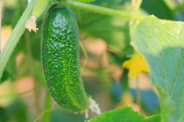 The growth and blooming of greenhouse cucumbers.