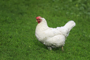 white chicken walks freely on green juicy grass in the backyard