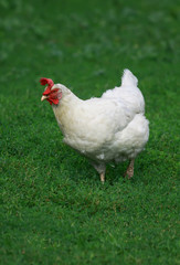 Fototapeta premium funny white chicken walks freely on green juicy grass in the backyard of the farm
