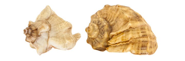 Two seashells of sea shellfish on a white background. Side view. Isolated.