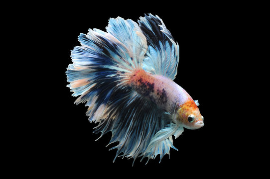 Portrait of a betta fish, Indonesia