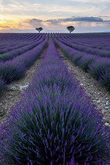 Naklejka premium lavender fields provence