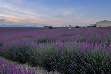 france lavender french