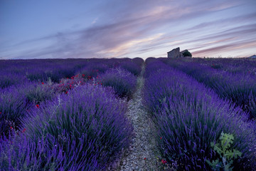 Obraz na płótnie Canvas lavender fields provence