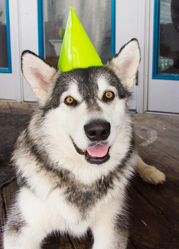 Alaskan malamute dog wearing a party hat, United States