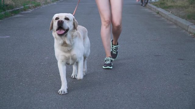 Morning walk with a dog